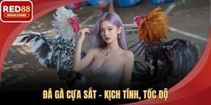 Đá Gà Cựa Sắt