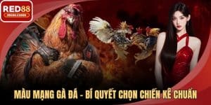 Màu Mạng Gà Đá